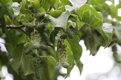 Hymenodictyon orixense